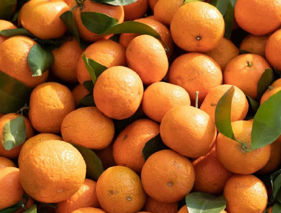 2026年春节砂糖橘梗的由来